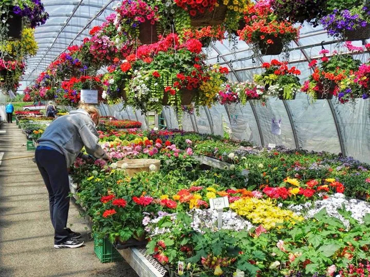 the dutch mill garden center